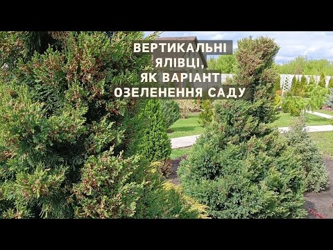Видео: П'ять ШВИДКОЗРОСТАЮЧИХ вертикальних Ялівців для саду.