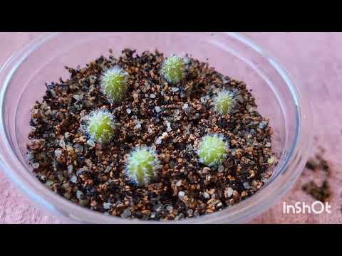 Видео: Обезьяньи Бега или Как вырастить из семян Хильдевинтеру. Проект двух каналов. 04.06.2024.