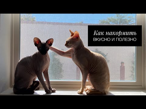 Видео: ❤️Как выбрать лучший сухой корм, разбор ингредиентов, научу вас быстро читать состав