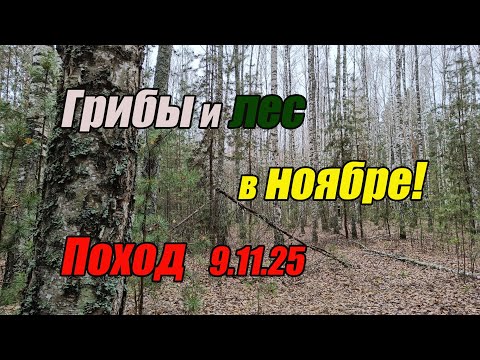Видео: Грибы и лес в ноябре! Поход 9.11.25