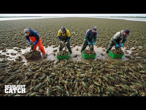Видео: Шок: австралийский зелёный лобстер нанёс ущерб в Техасе на 6 миллионов долларов | Документальный ...