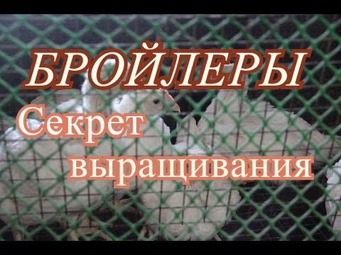 Видео: Бройлеры. Выращивание бройлеров без падежа.