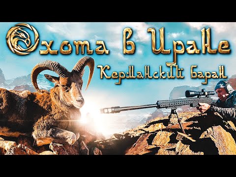 Видео: Трофейная охота в Иране 1. Керманский баран [4K]