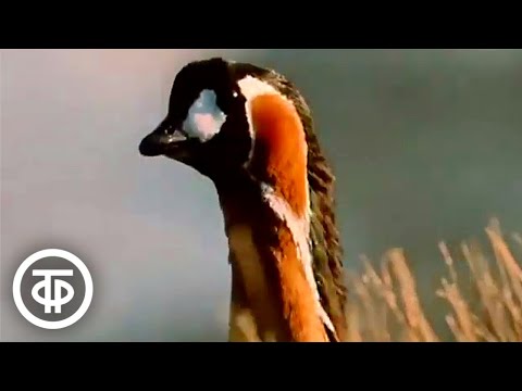 Видео: Краснозобая казарка. Документальный фильм (1972)