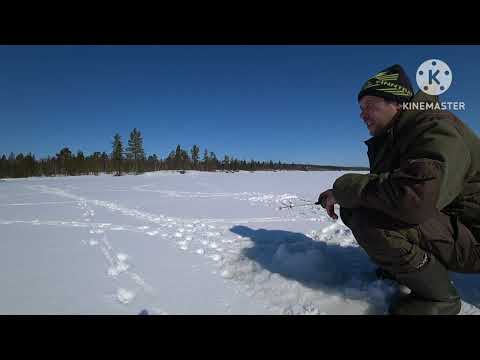 Видео: Пробиваюсь на озеро,закрываю снегоходный сезон.
