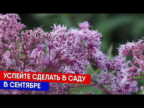 Видео: Успейте сделать в саду в сентябре