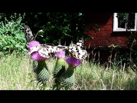 Видео: ГСВГ.Neues Lager.Здание штаба в/ч60606,oкрестности 13.07.2021