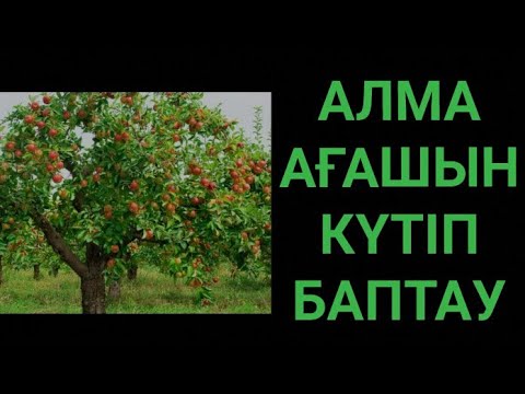 Видео: Жеміс ағаштарын күтіп баптау жеміс ағашын отырғызу жеміс ағашын кесу жеміс ағаштарын шырпу жемістер