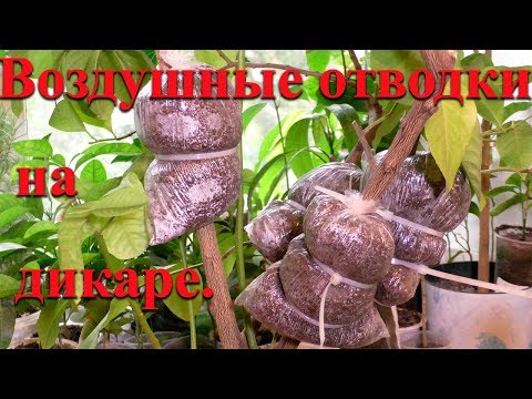 Видео: Воздушные отводки на дичке лимона.