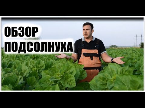 Видео: Не верится.Поздний посев лучше? No-till vs классика. Подсолнечник