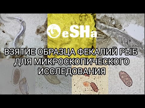 Видео: Практикум по ихтиопатологии. Видео 1:  Как взять образец фекалий рыб для микроскопического анализа.