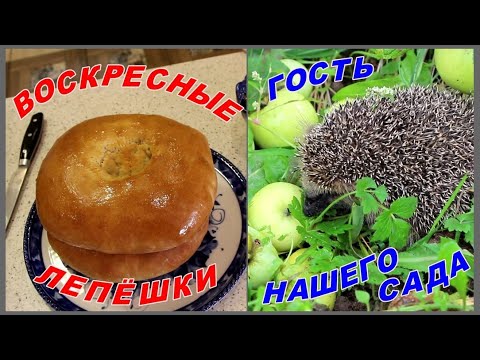 Видео: Воскресные лепешки. Гость нашего сада.