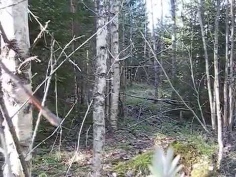 Видео: Финская гончая Viru 1 год 10 мес