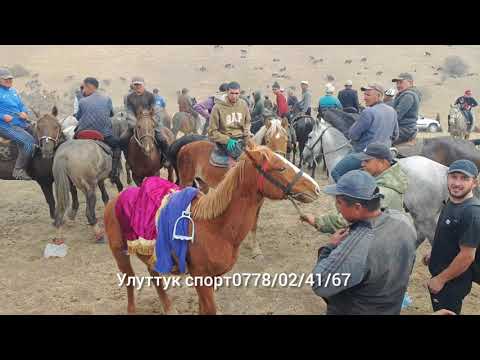 Видео: Ачы Кара-колдогу улак