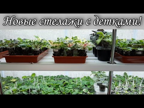Видео: Мои новые стелажи! Показываю как на них растут мои новинки, детки фиалок!