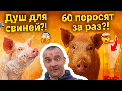 Видео: ЯК ВИРОЩУЮТЬ НАЙКРАЩИХ СВИНЕЙ "УГРИНІВ ЕКО ФЕРМ"