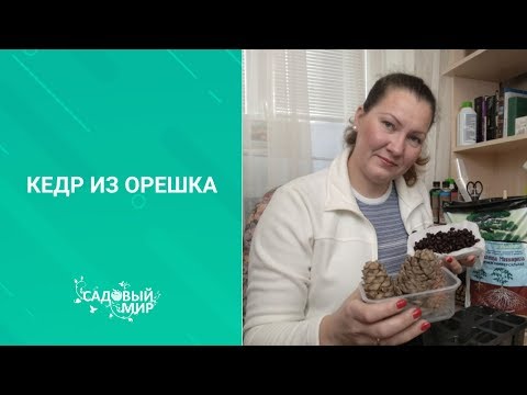 Видео: Как посадить на даче сибирский кедр. Выращивание кедра  из шишки и орешка  в домашних условиях.