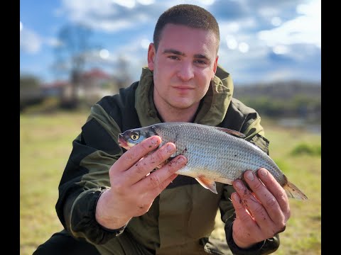 Видео: Ловля сырти на реке Луга. МОЩНЫЕ ПОКЛЕВКИ РЫБЫ. Открытие фидерного сезона 2024