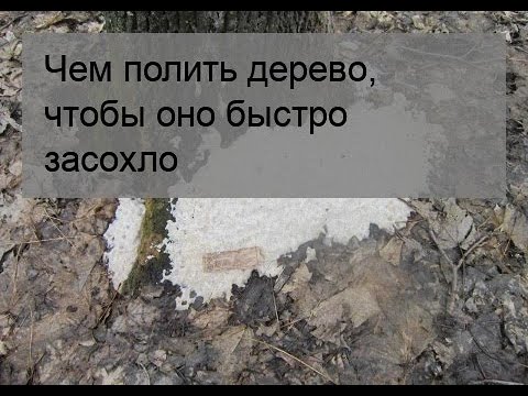 Видео: Чем полить дерево, чтобы оно быстро засохло