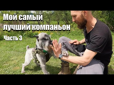 Видео: Миттельшнауцер Файт. 3 года удовольствия.