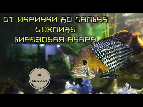 Видео: От икринки до малька. Цихлиды. Бирюзовая акара / From eggs to fry. Cichlids. Turquoise Acara