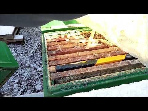 Видео:  3 ноября! Зимовка началась . Семьи сформировались в клуб.