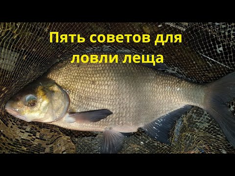 Видео: Пять советов для ловли леща