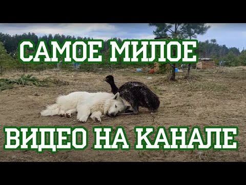 Видео: Аисты возвращаются в "Гнездо"