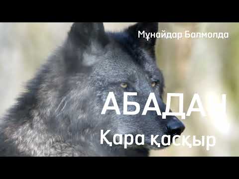 Видео: Абадан. Қара қасқыр. Итпен будандасқан қасқыр.