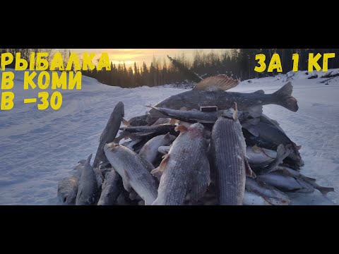 Видео: РЫБАЛКА КИЛОГРАММОВЫХ ХАРИУСОВ В КОМИ. МАРТ 2022.