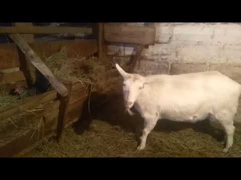 Видео: Почему Козлят нужно держать отдельно.