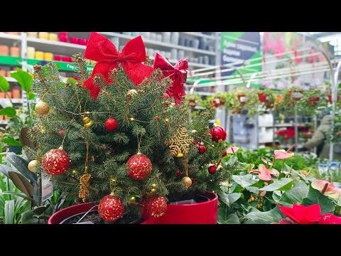 Видео: 🌿❄️☃️БАУЦЕНТР☕🩷БОЛЬШОЙ ОБЗОР ЦВЕТОВ (часть 2)