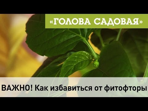Видео: Голова садовая - ВАЖНО! Как избавиться от фитофторы