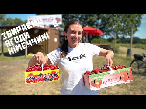 Видео: Як збирають ягоди в Німеччині? || Поїздка на ягідну плантацію