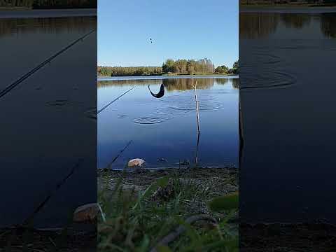 Видео: закрытие по жидкой воде на родном водоеме, теперь сюда по первому льду.