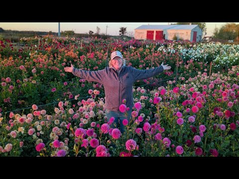 Видео: #83 Слишком много георгинов. Какие из них заслуживают того, чтобы остаться?