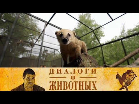 Видео: Новосибирский зоопарк. 6-я серия // Диалоги о животных  @SMOTRIM_KULTURA