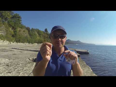 Видео: СУПЕР наживка для саргана .