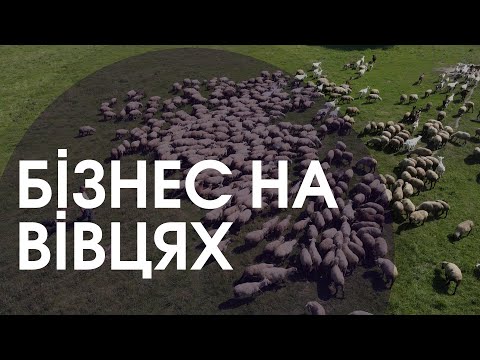 Видео: Овечий бізнес