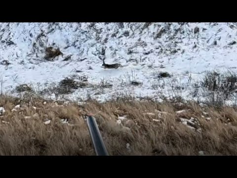 Видео: ОХОТА НА ЗАЙЦА. Лежал до последнего, вскочил из под ног