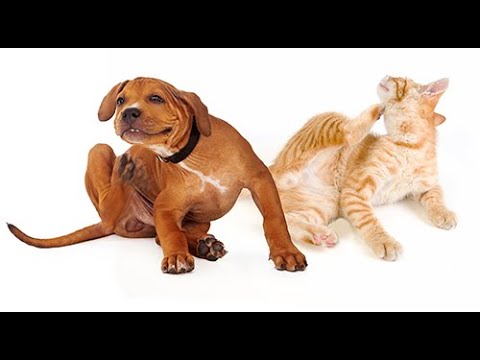 Видео: Зуд у животных причины возникновения зуда как выяснить и устранить источник зуда у питомца