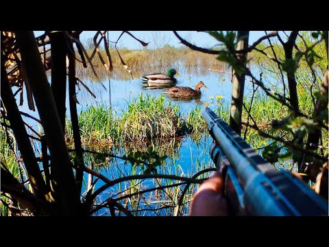 Видео: ЛУЧШАЯ ОХТА ЗА ВСЮ ИСТОРИЮ КАНАЛА С ПОДСАДНОЙ УТКОЙ. Новые вейдерсы ROLANS