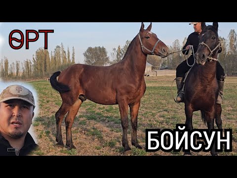 Видео: ДЕРЗКИЙ БОЙСУН 