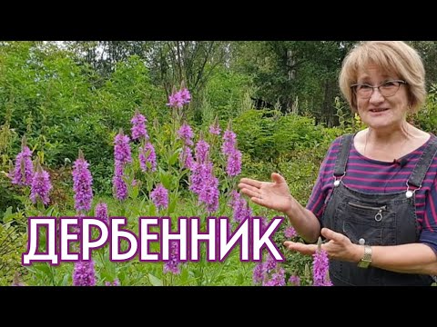 Видео: ДЕРБЕННИК – защита от судорог и кровавых поносов