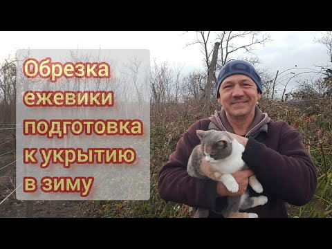 Видео: Обрезка и подготовка ежевики к укрытию на зиму