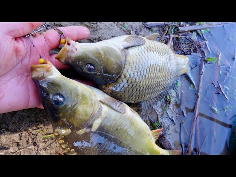 Видео: Оце так рибалка! По дві риби на один гачок!