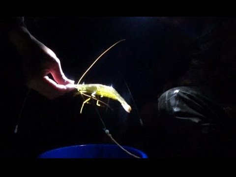Видео: Ловушки для креветки