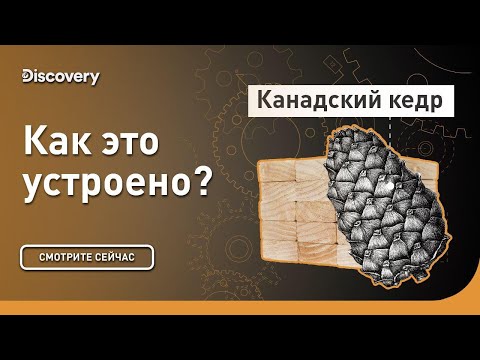 Видео: Канадский кедр | Как это сделано? | Discovery Channel