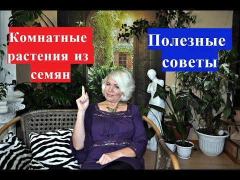 Видео: 🌸Сею семена комнатных растений. Полезные советы.🌺