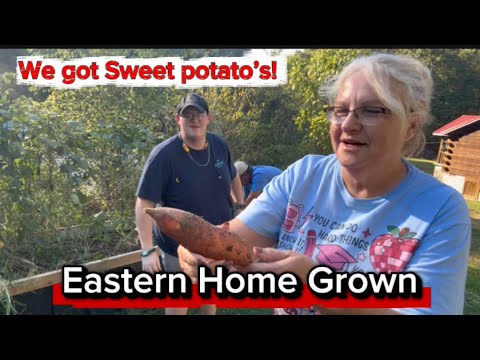 Видео: Собираем урожай батата, зелёной фасоли и красного картофеля! Цыплята выросли! #садоводство #сдела...